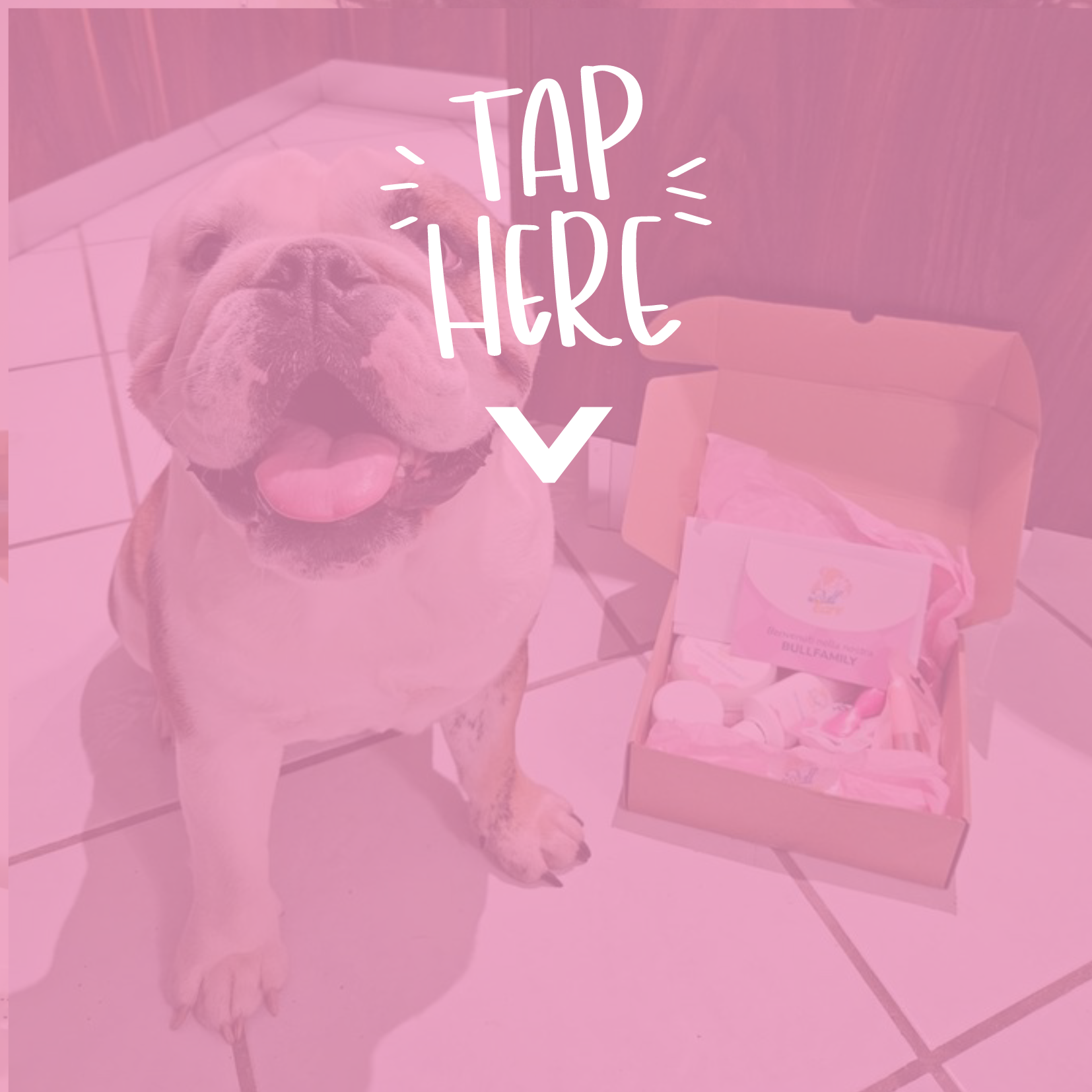Bullbox bullcare bulldog products