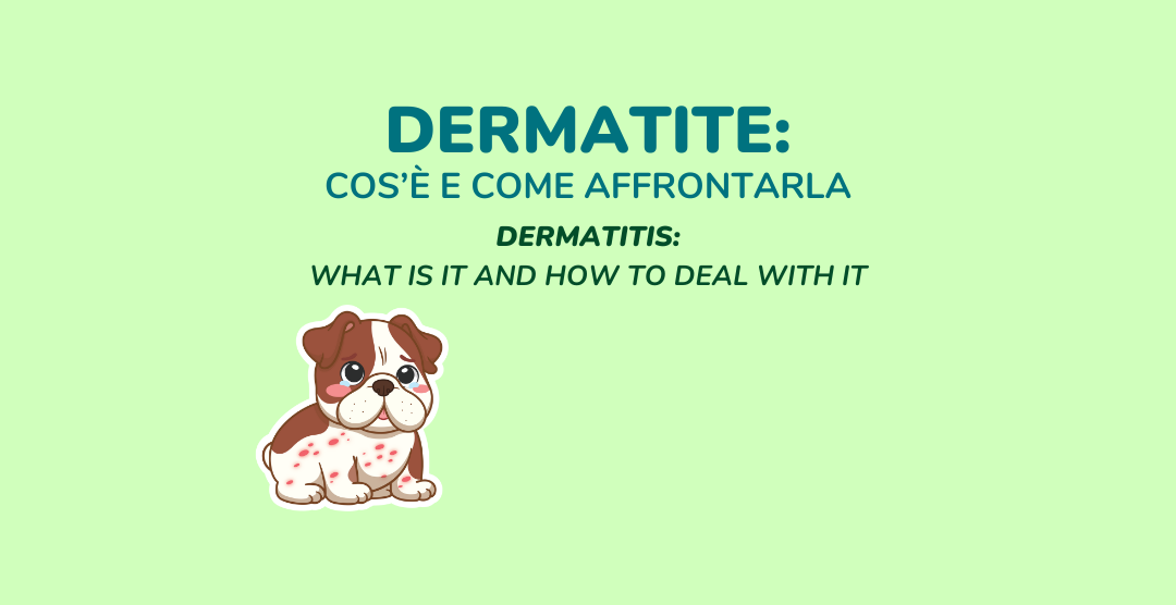 Dermatite nei bulldog: cos'è e come affrontarla