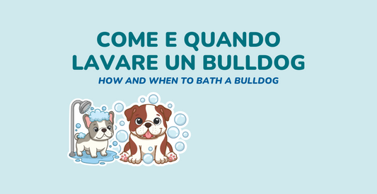 Come e quando lavare un bulldog