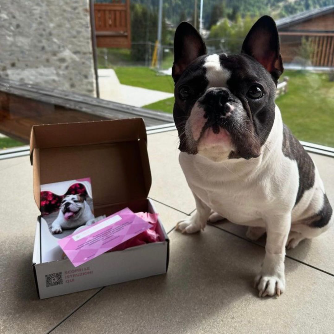 Bullcare-italian_products_for_french_bulldogs