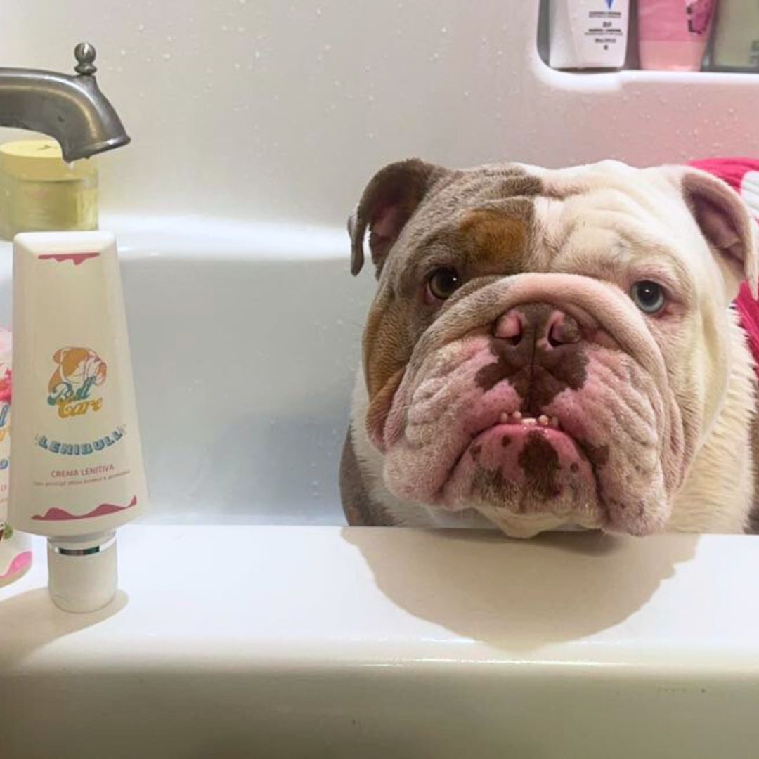 Bullcare_Lenibull_for_dermatitis_bulldogs