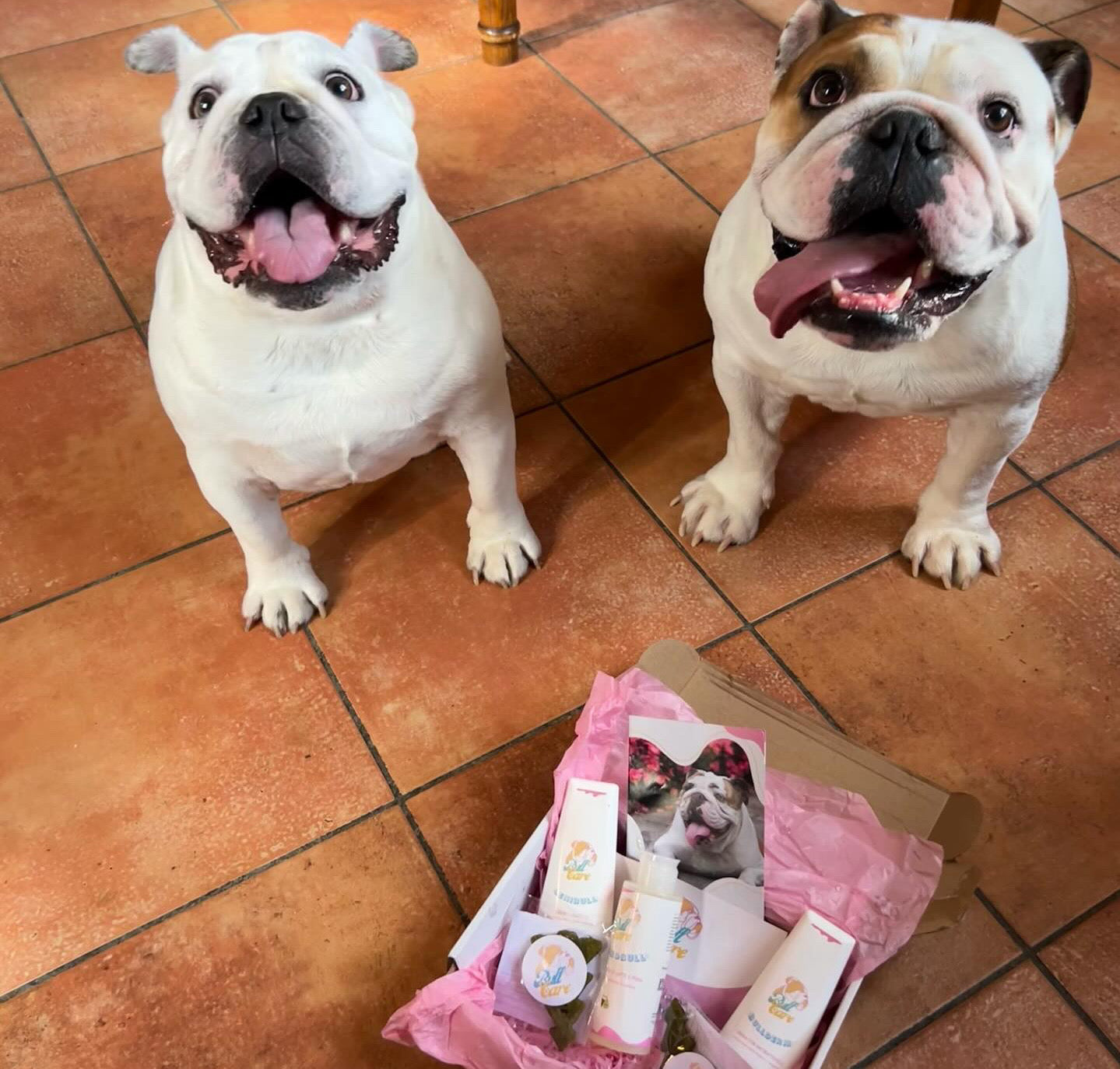 Bullcare_cosmetics_for_english_bulldogs