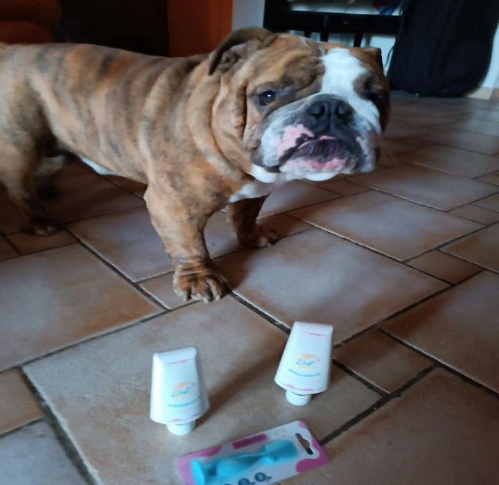 Sos dermatite cura per bulldog dermatite bullcare