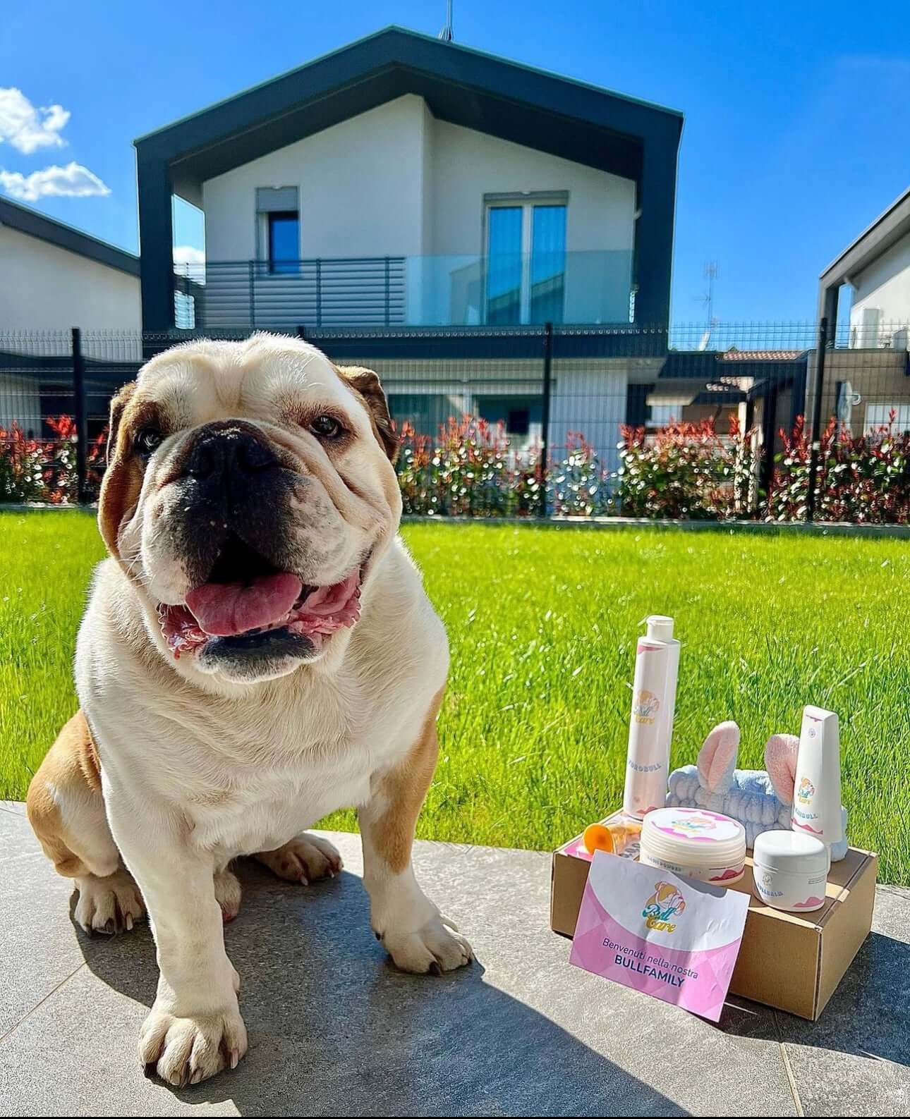 Club amatori bulldog inglese - Ugo - Bullbox bullcare prodotti per bulldog conveniente